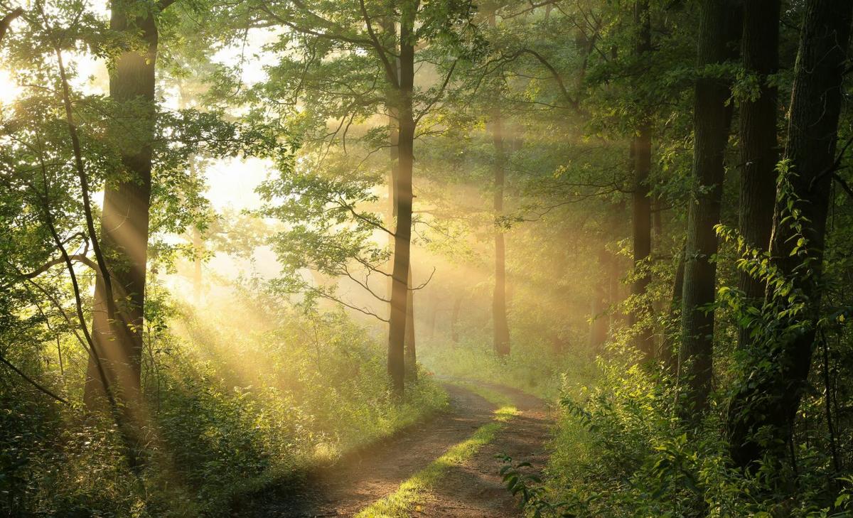 Experiencing awe in nature has a powerful effect on emotional well-being