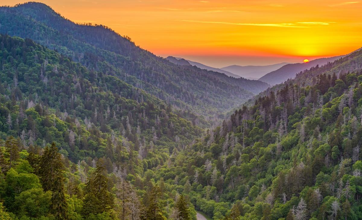 Fully stocking U.S. forests could reduce carbon emissions by 20 percent