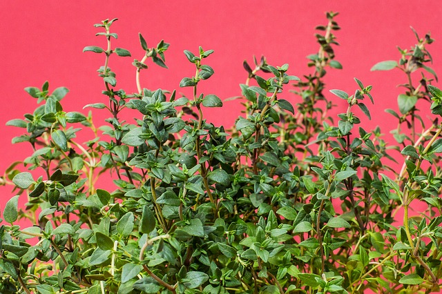 The History of Thyme (Plus Uses of Thyme)