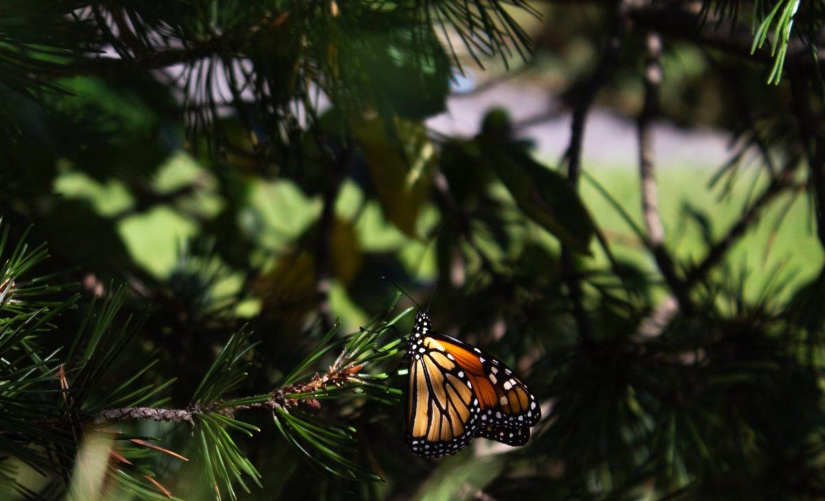 How to help protect butterflies: give them some shade