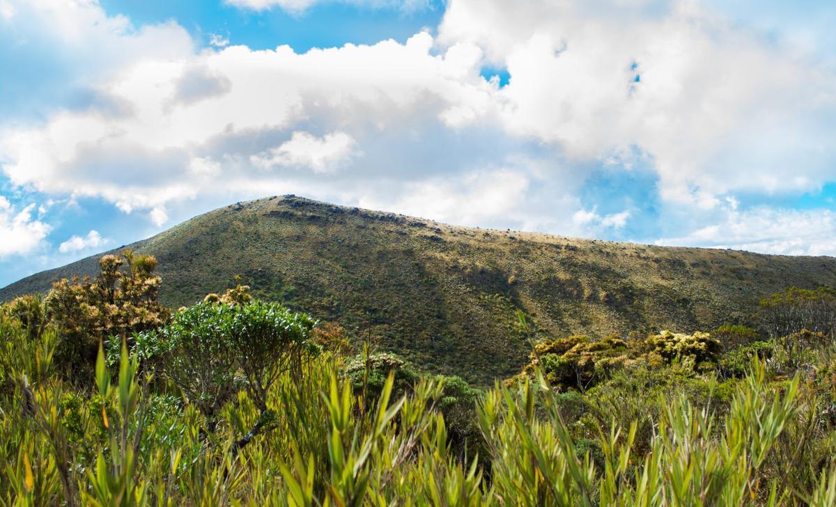 Biodiversity hotspots are shrinking in the Andes mountains