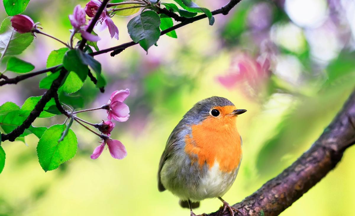 Birds emerged from COVID-19 shutdown with better songs