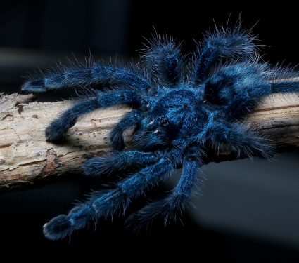 shutterstock_1348181798.jpg