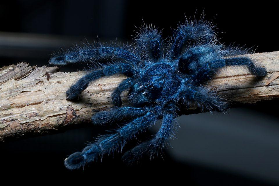 Scientists solve the mystery of why tarantulas are blue