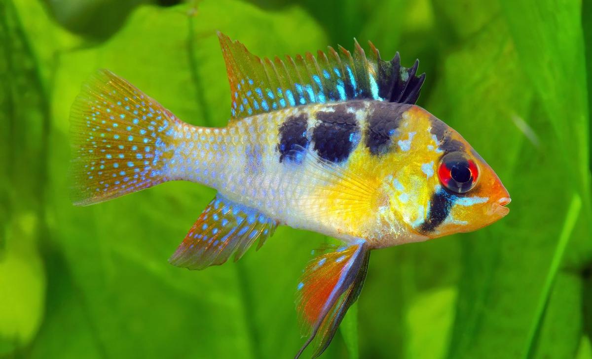 Cichlid fish transform their shape to handle environmental changes