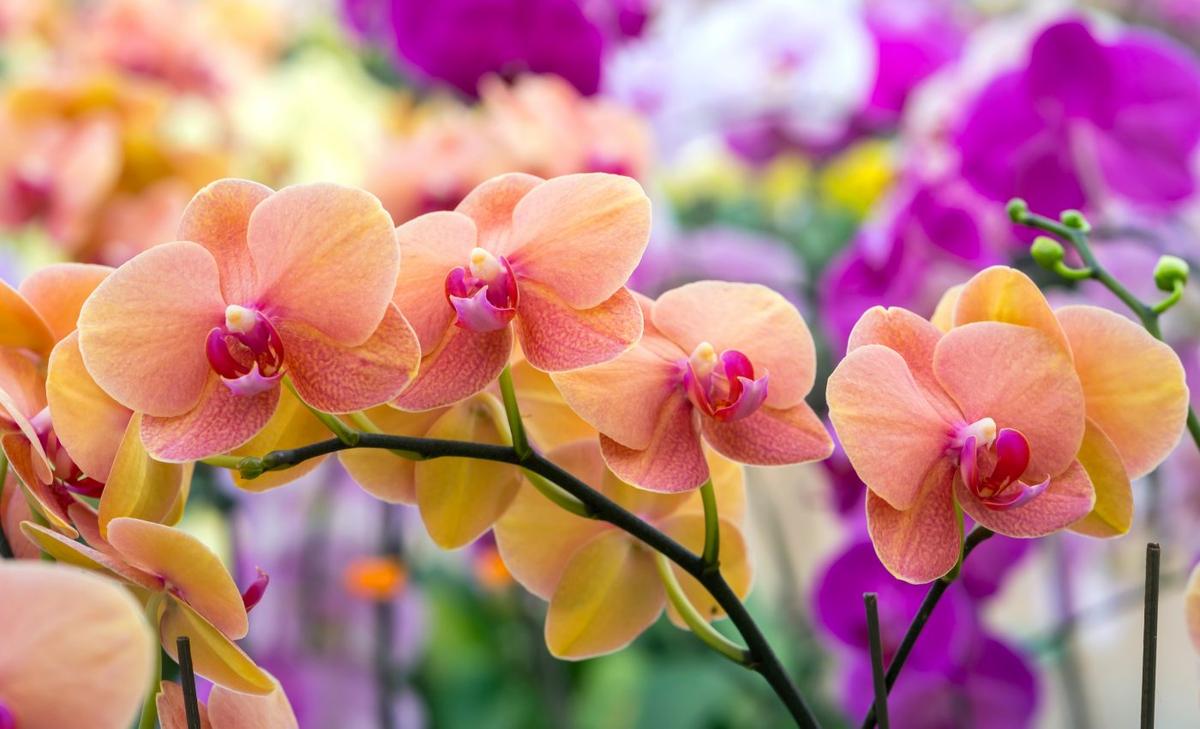 Machine learning identifies 4,300 types of endangered orchids