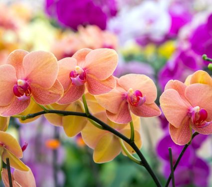 shutterstock_10190781222.jpg