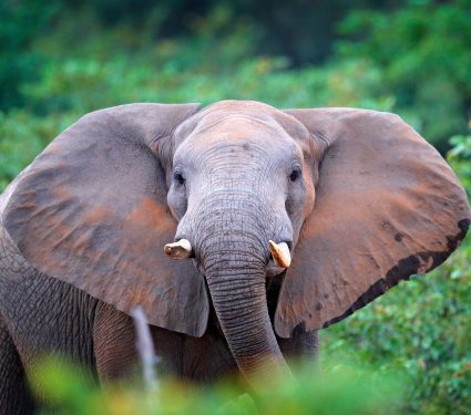 shutterstock_11052377932.jpg