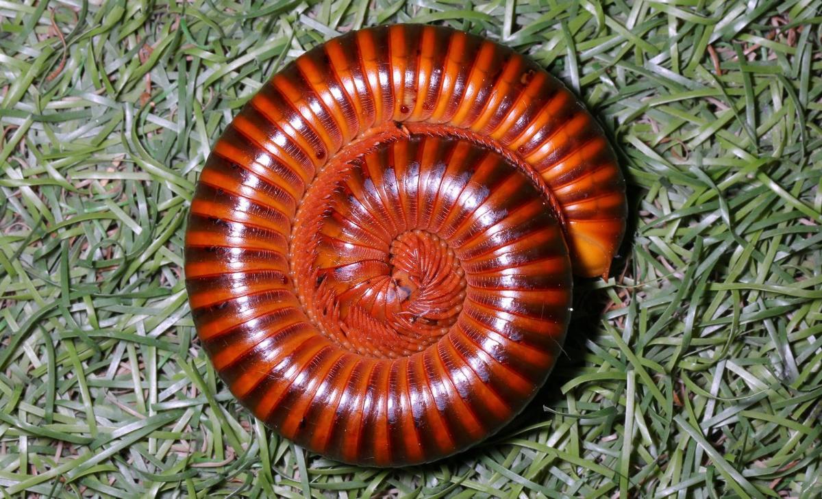 Millipedes have unique genetic features not seen in other arthropods