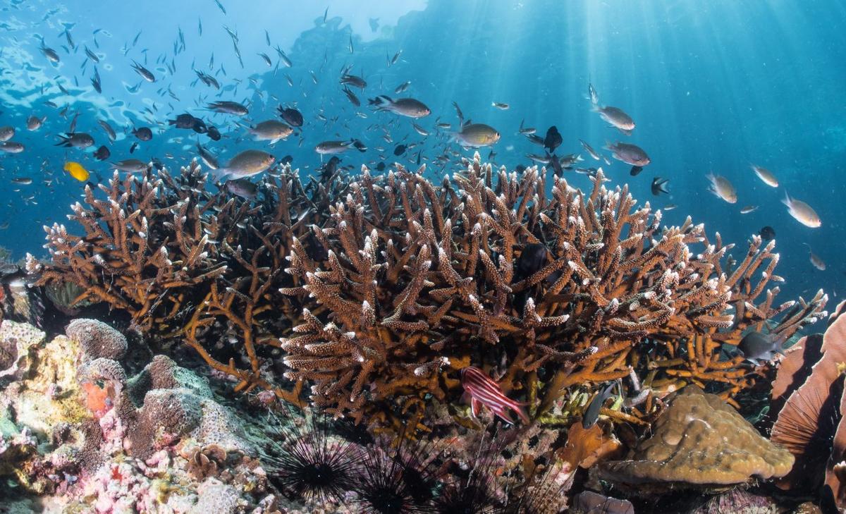 Acropora corals are thriving in Belize yet vanishing from nearby reefs