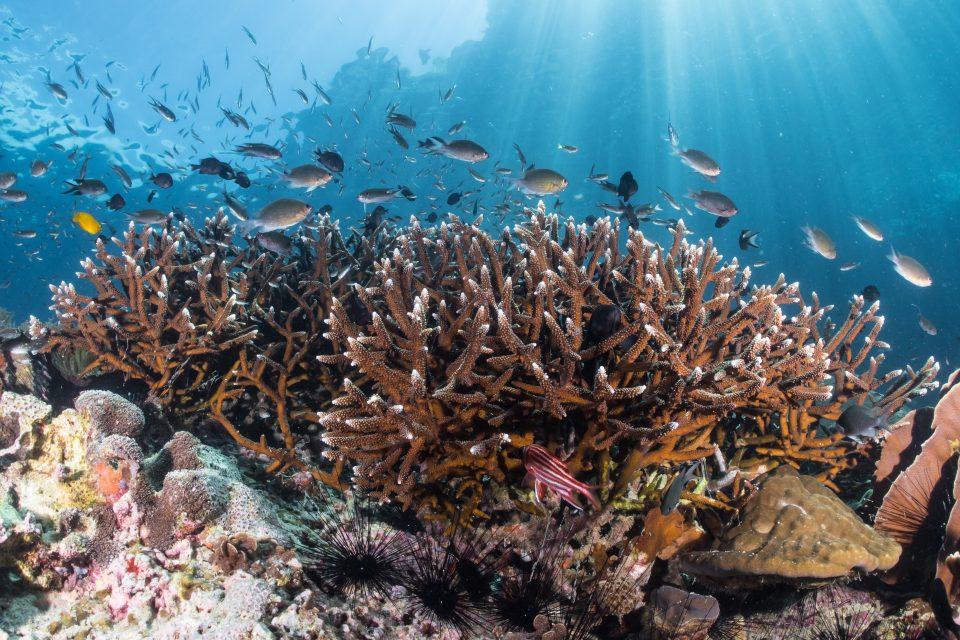 Acropora corals are thriving in Belize yet vanishing from nearby reefs