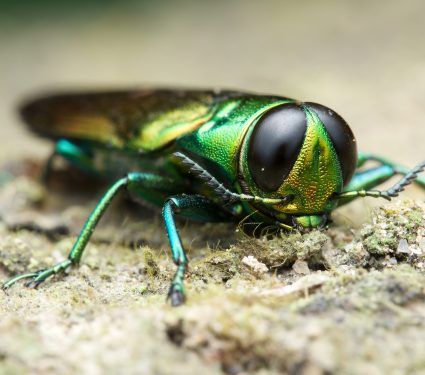 shutterstock_4692414952.jpg