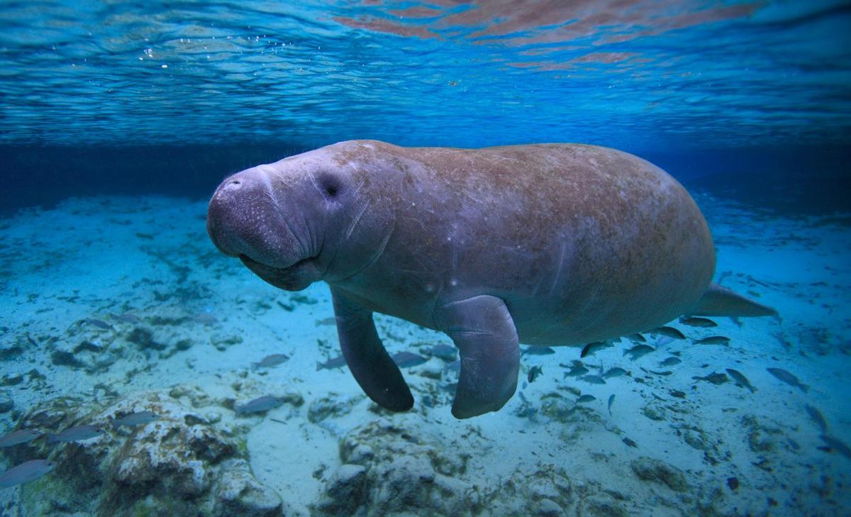 Manatees may have been Texas residents during the last ice age