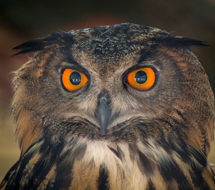shutterstock_17970109392.jpg