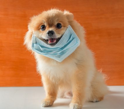 shutterstock_16265970342.jpg