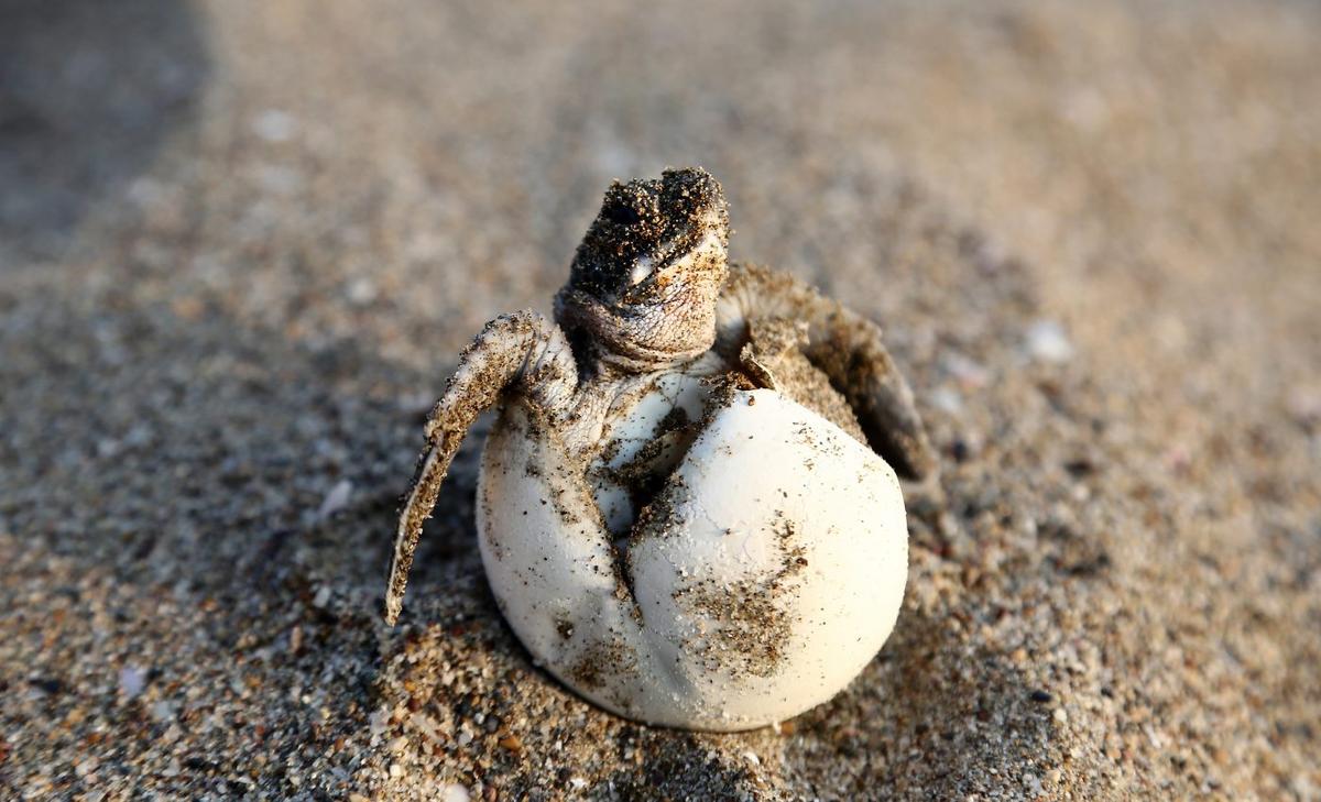Scientists use decoys to track sea turtle egg traffickers
