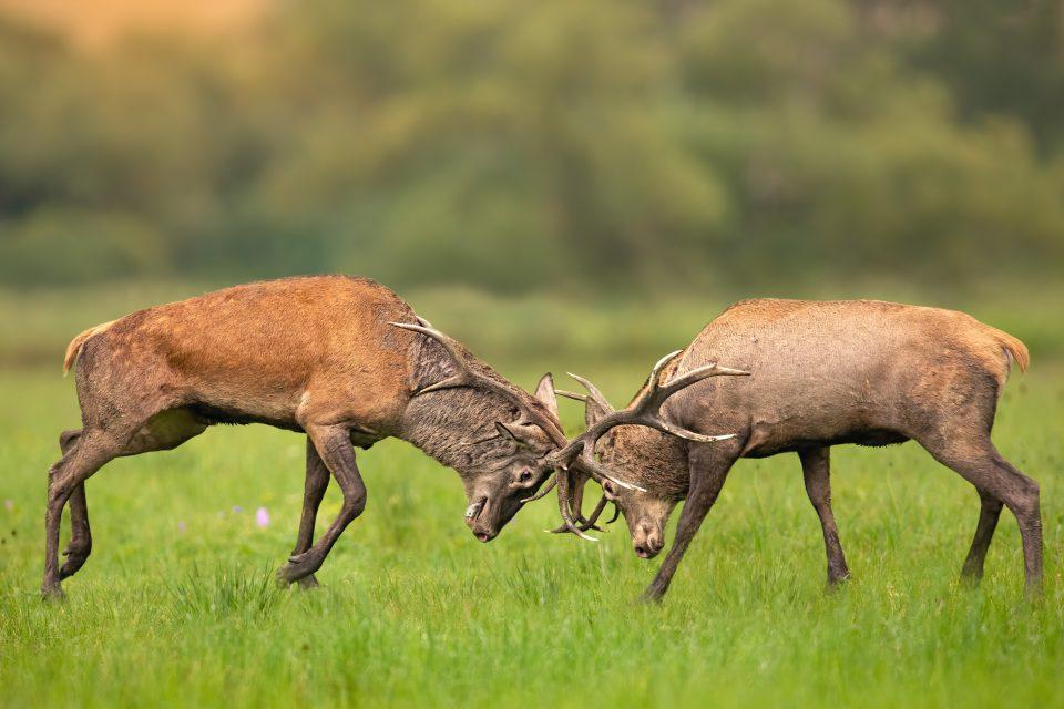 Rivalry helped drive intelligence among animals