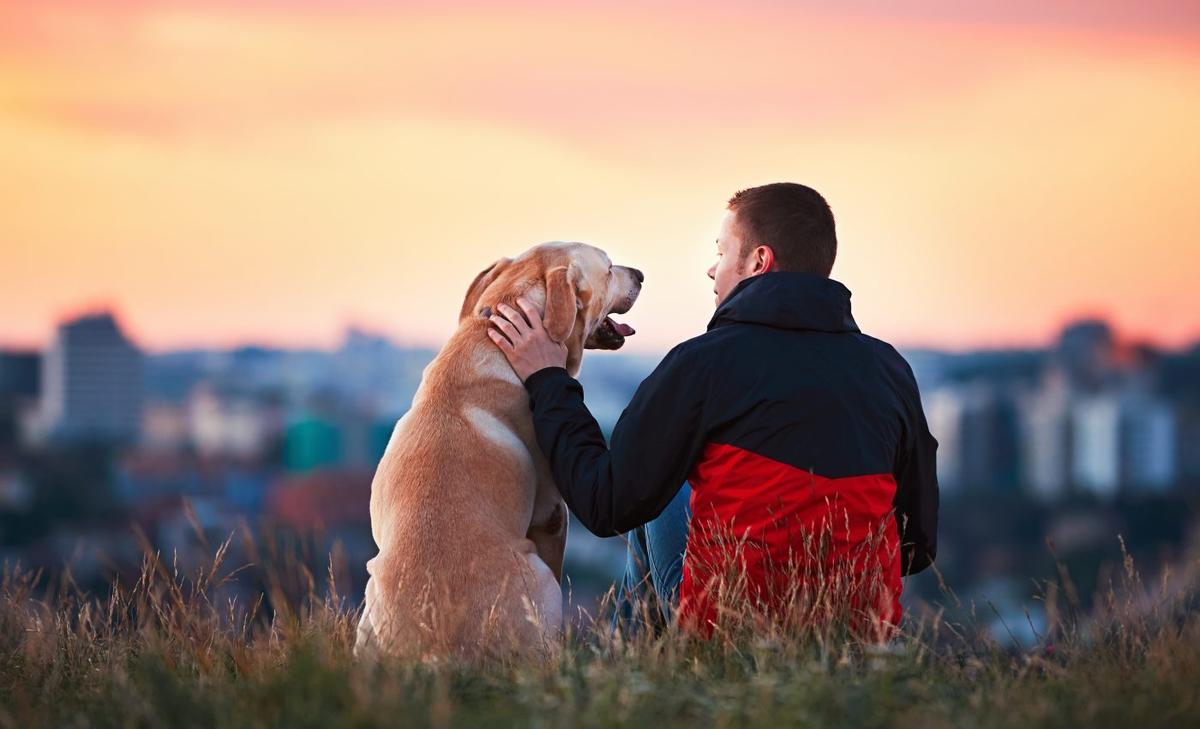 Dogs do not pay as much attention to faces as humans do