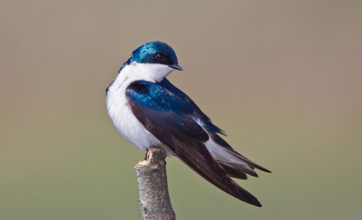 Birds that try to keep pace with climate change face hidden dangers