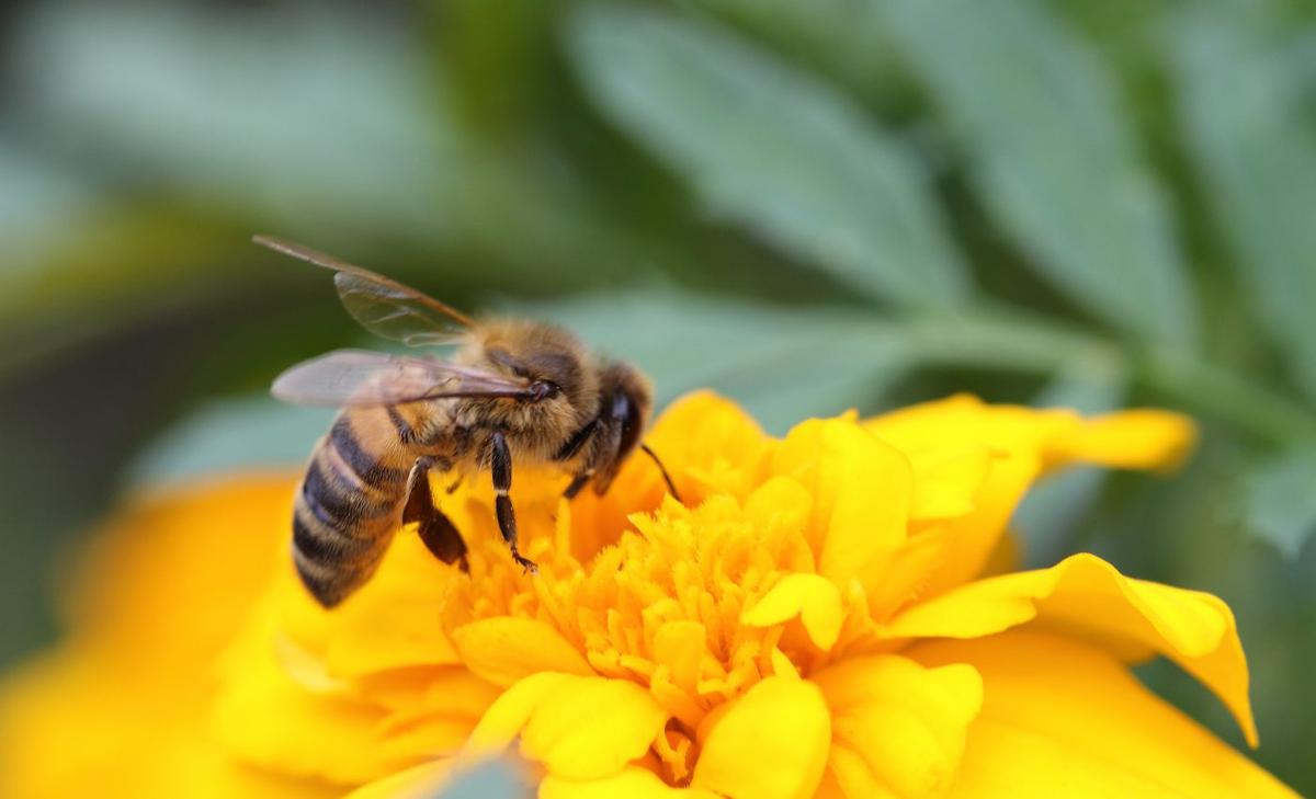 Pesticide exposure dramatically reduces wild bee populations