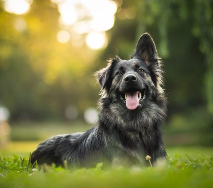 shutterstock_7066038642.jpg