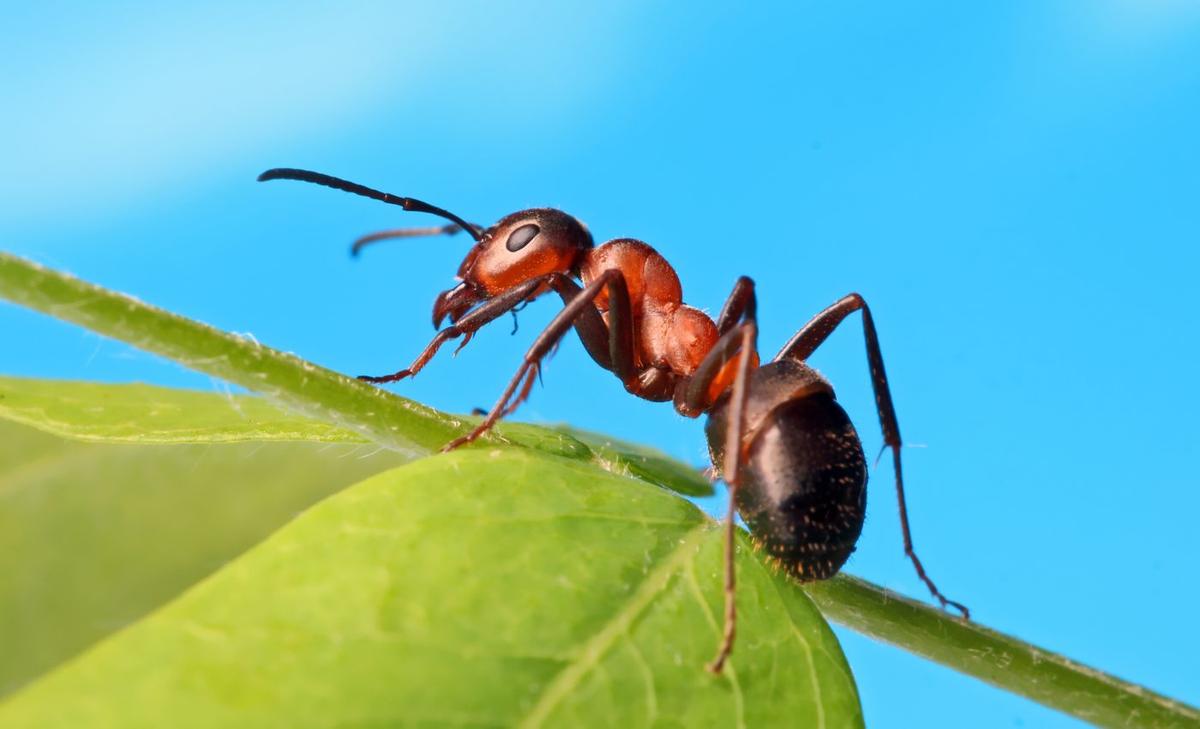 Ants show signs of cognitive sophistication