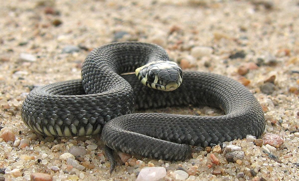 An emerging snake disease is much more widespread than expected