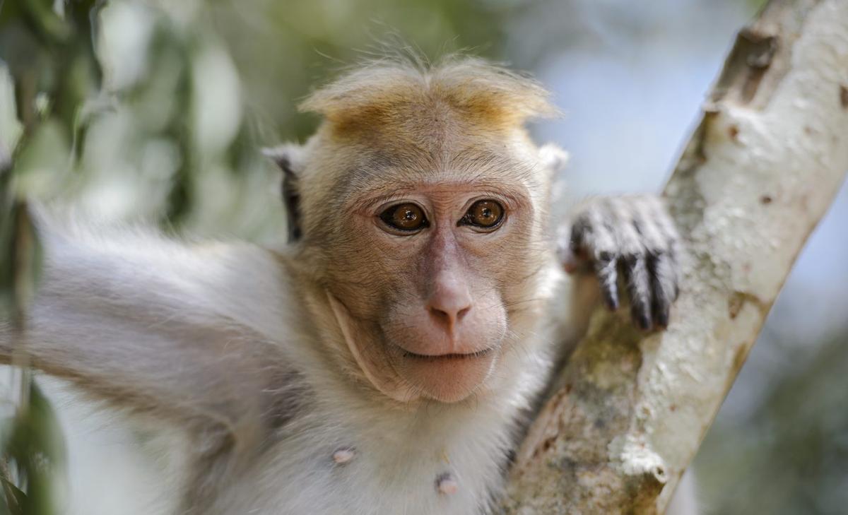 Fossils reveal that monkeys were in Asia 6.4 million years ago