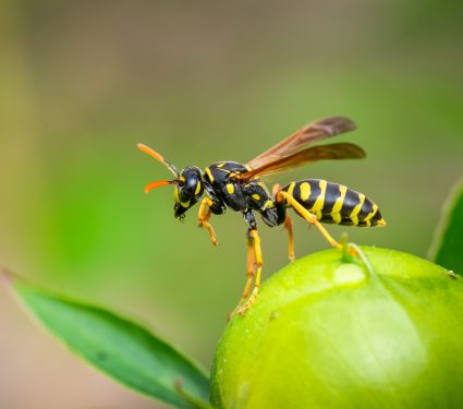 shutterstock_11030694322.jpg
