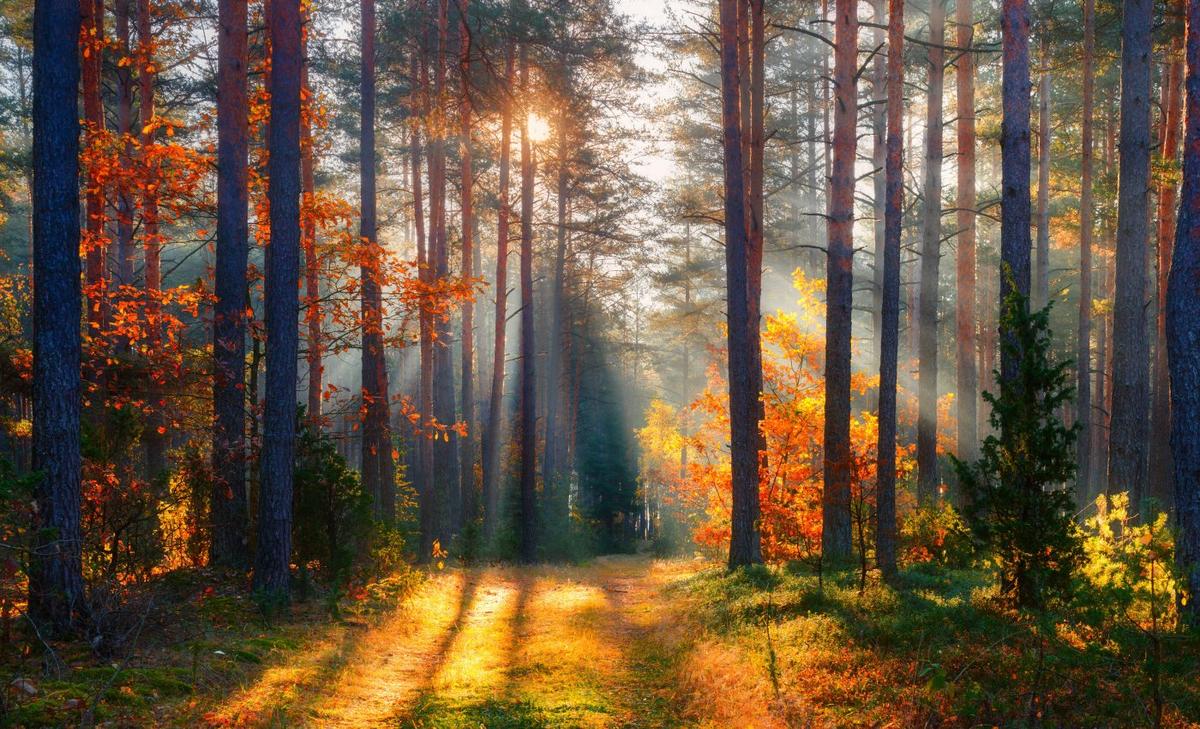 Identifying the benefits of nature can help protect it