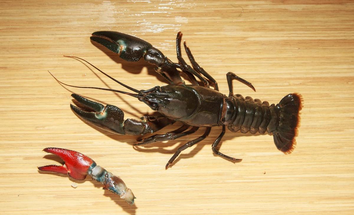 Invasive crayfish cannot be controlled through trapping