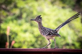 2020/10/roadrunner-1603225_1280.jpg