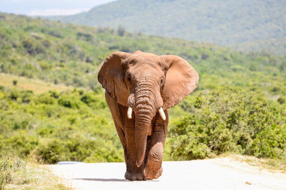 Elephants are vanishing from the Ivory Coast