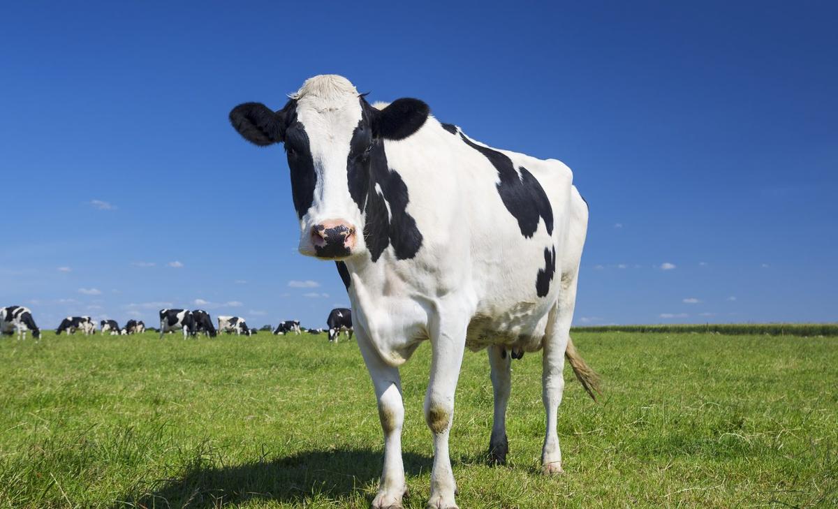 Dairy cows contribute more to nutritional needs than to harmful emissions