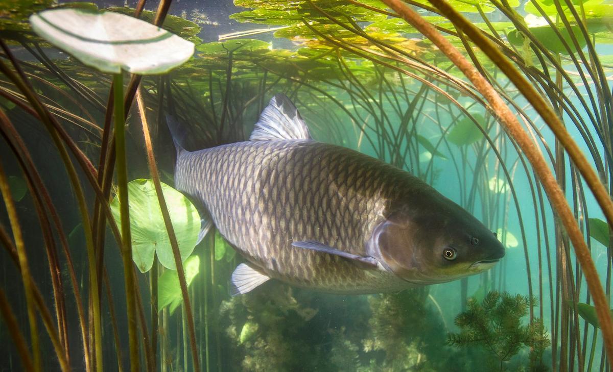 Releasing a virus is not the solution to Australia's invasive carp problem