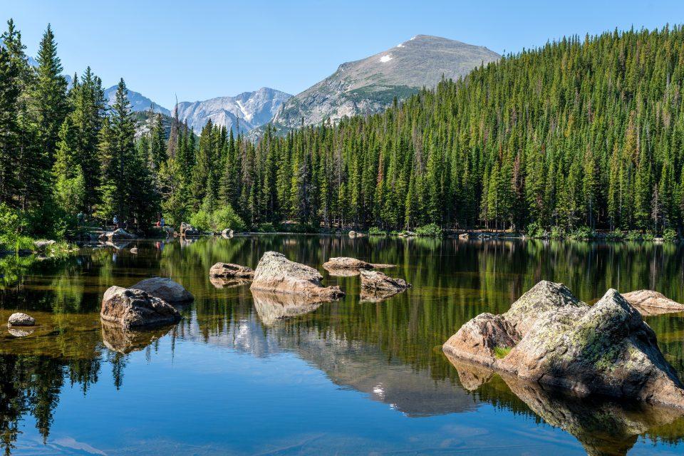 Destructive bark beetles create new habitats for wild bees