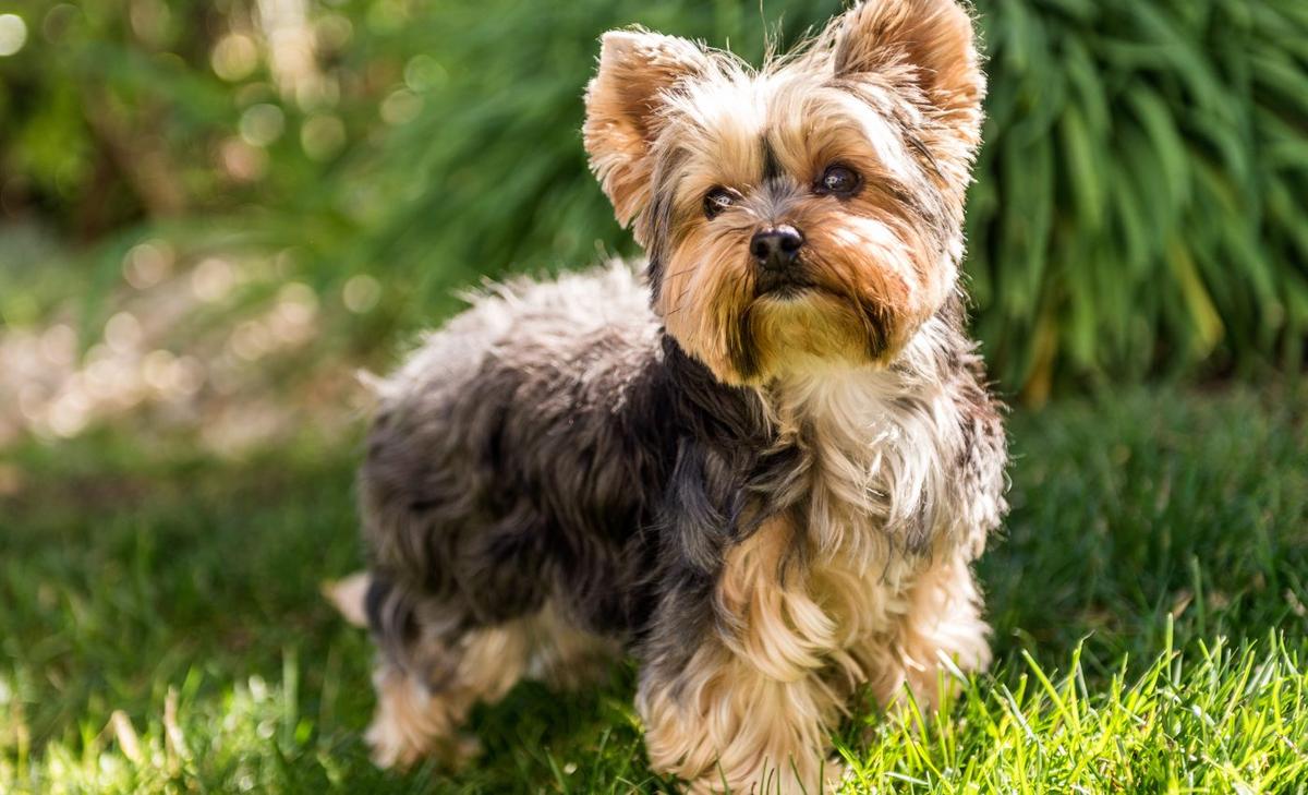 Dog personality traits change over time, but not at the same pace