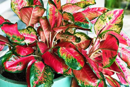 2020/10/Chinese-Evergreen-red_1medium.jpg