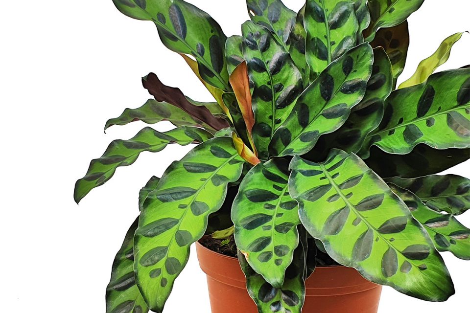 Calathea lancifolia -- Rattlesnake plant