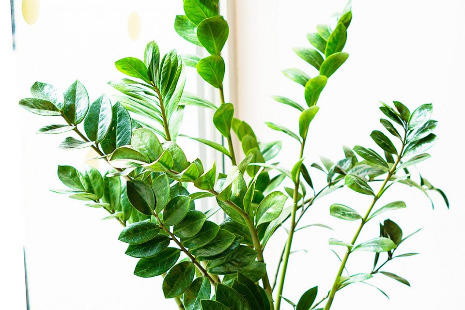 Zamioculcas -- Zanzibar gem