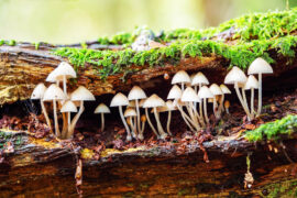 2020/10/understanding-fungi_mushrooms_log_1m.jpg