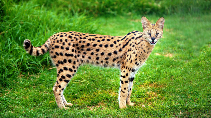 Alert,Serval,Cat