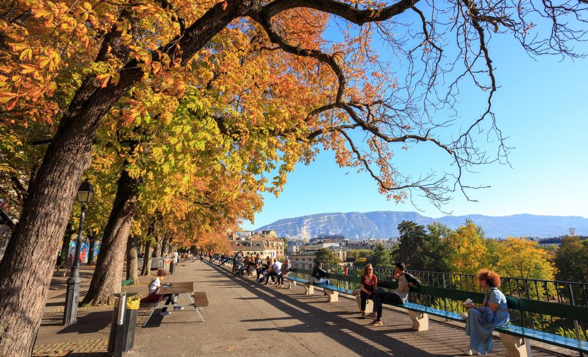Non-native trees have enormous value in urban areas