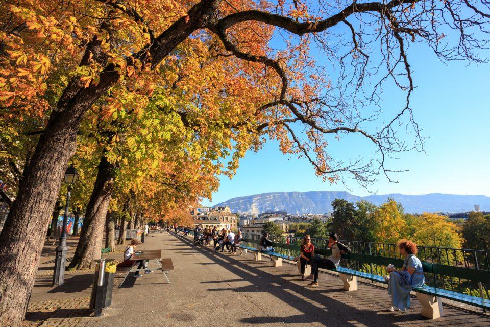 Non-native trees have enormous value in urban areas