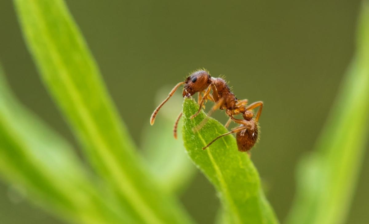Worker ants had a lot to gain by losing the ability to fly