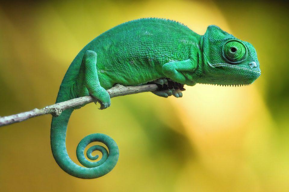 Tropical lizards are surprisingly adaptable to climate extremes