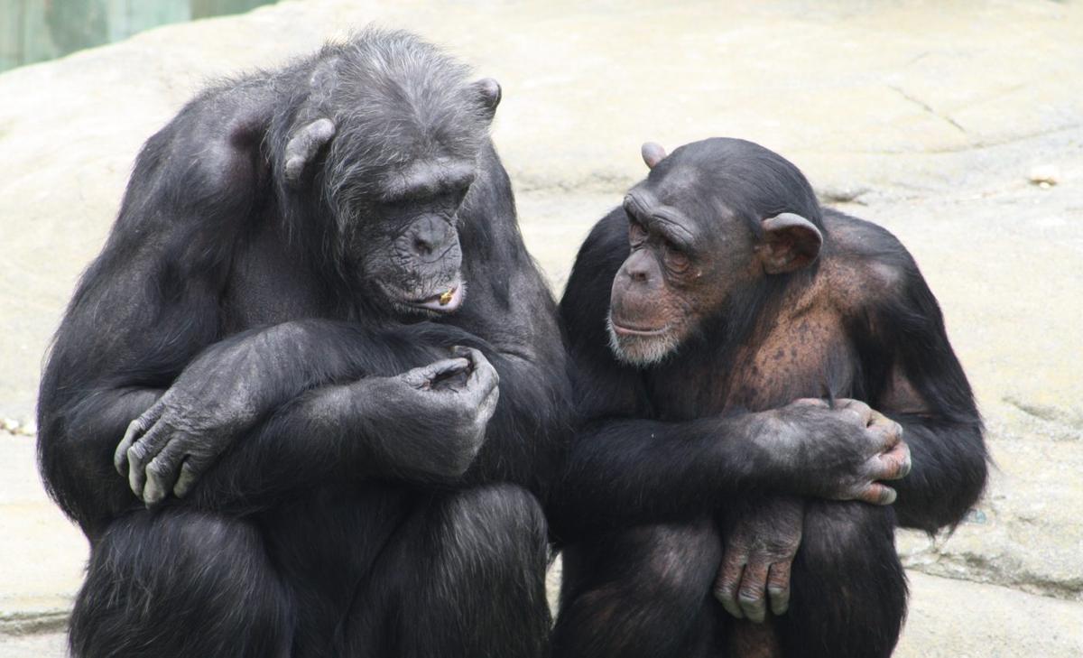 Chimpanzees are picky about friendships when they get older