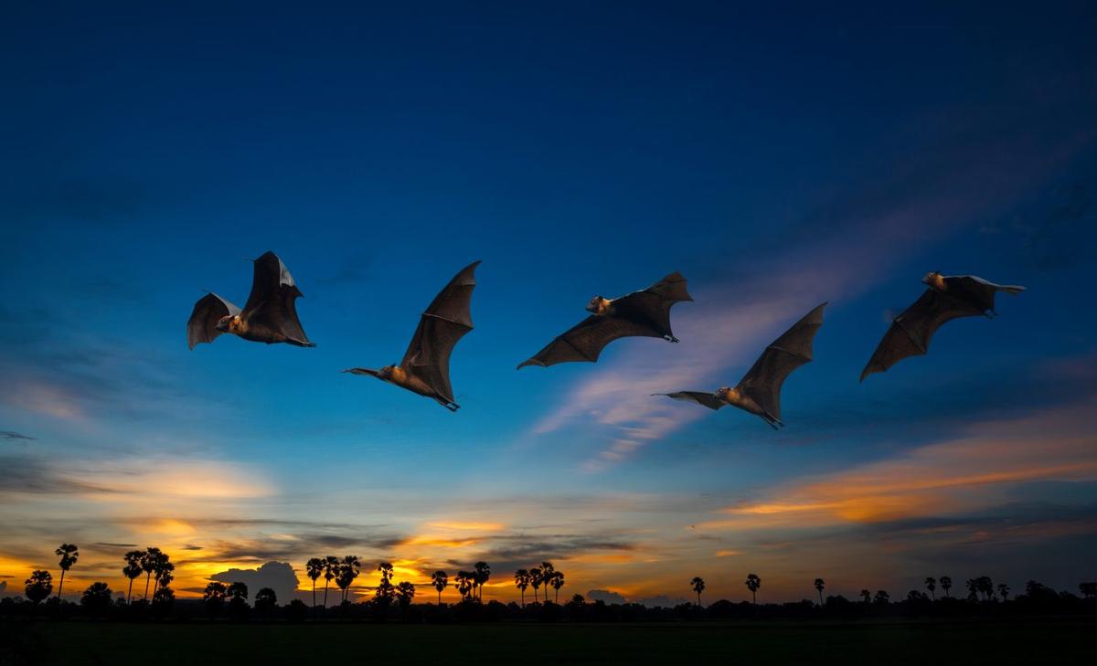 Hunting habits of fringe-lipped bats revealed in their poop