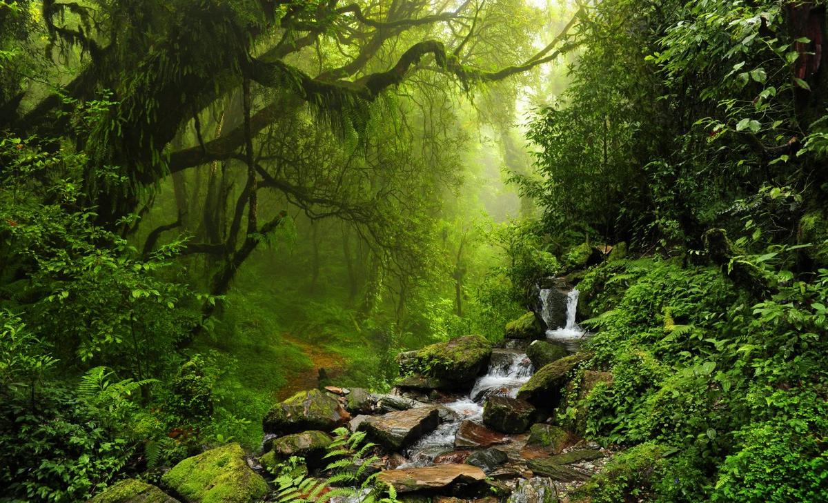 Birds vanishing in the Amazon represent a global shift in biodiversity