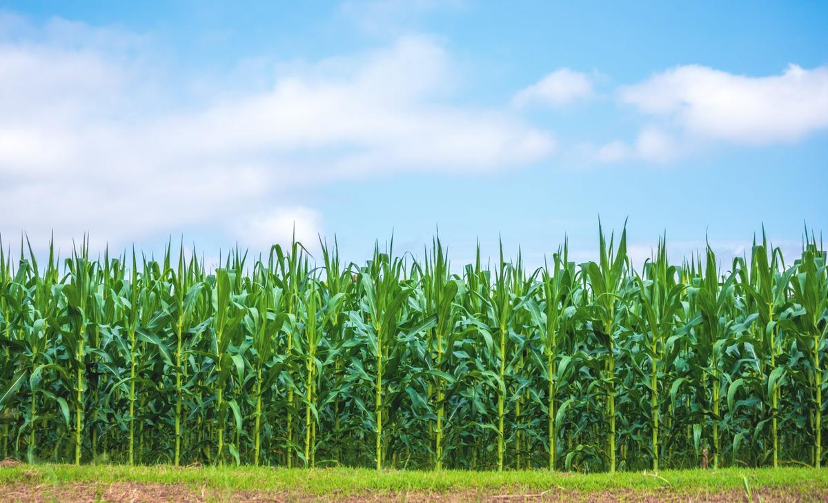 Corn yields in the U.S. have become more sensitive to drought